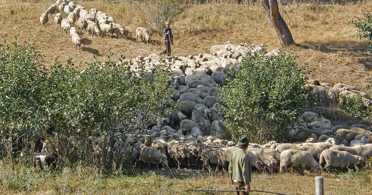 Tilos a nyájak őrzéséhez kangal és kaukázusi kutyákat használni